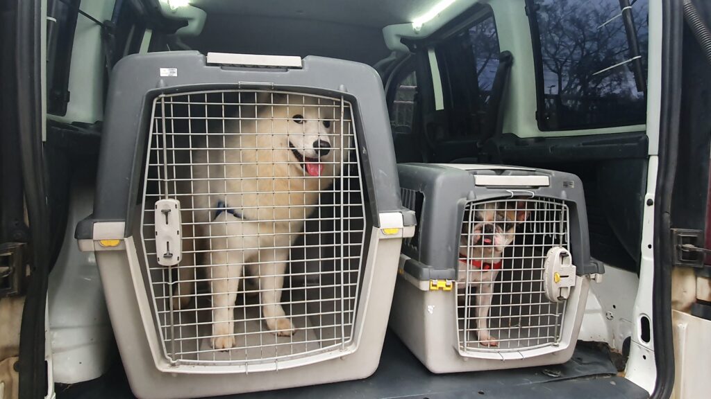 cachorro-na-caixa-de-transporte