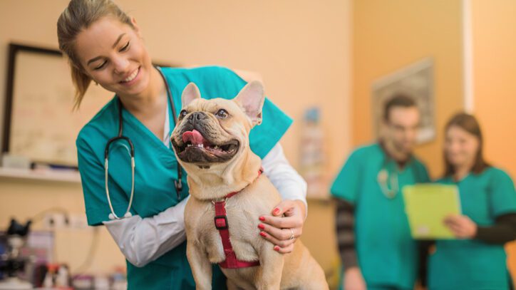 Médica veterinária examinando cachorro