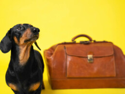 cachorro-com-mala-pronto-para-viajar