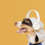 cachorro-fone-ouvindo-musica
