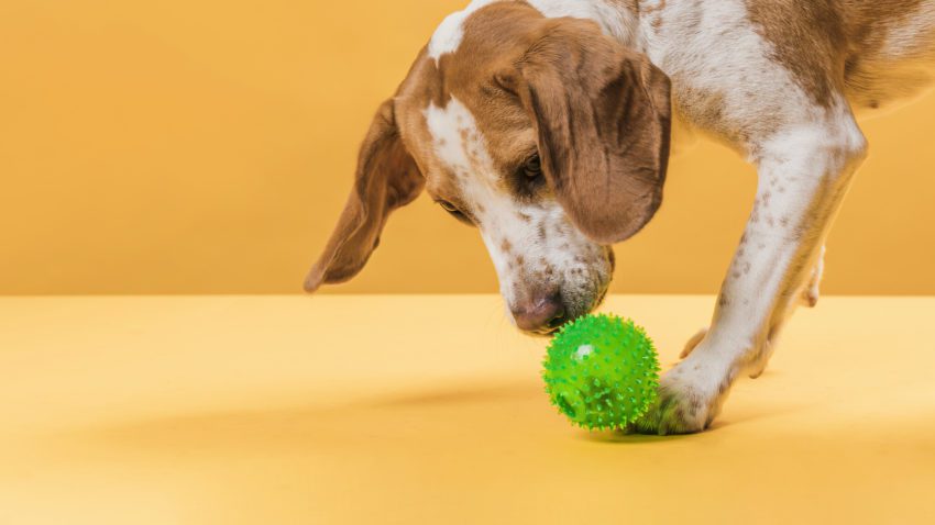 cachorro-cheirando-brinquedo-bolinha