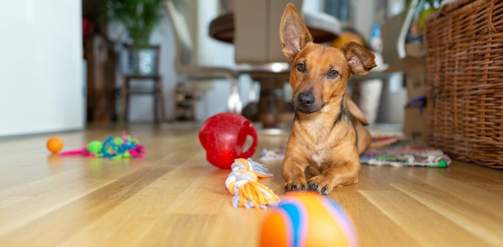 cachorro-com-brinquedos-em-casa