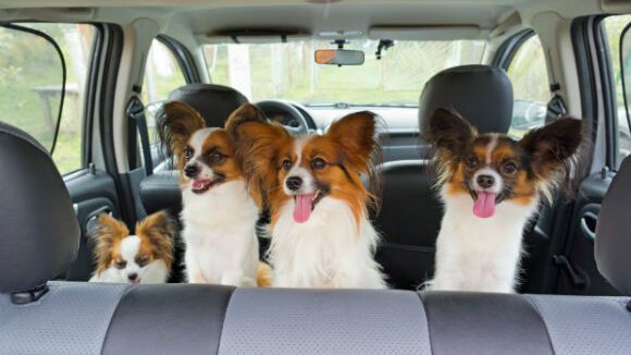 cachorros no banco de trás do carro