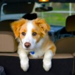 cachorro-filhote-dentro-do-carro-para-ser-transportado-viagem