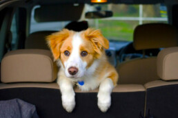 cachorro-filhote-dentro-do-carro-para-ser-transportado-viagem