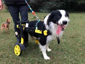 motorista-levando-cachorro-deficiente-para-fazer-xixi