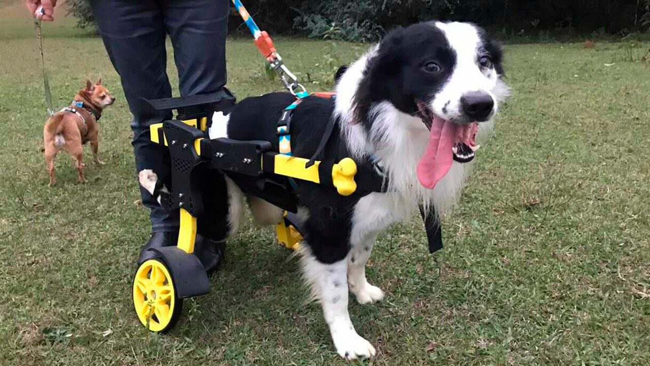 motorista-levando-cachorro-deficiente-para-fazer-xixi