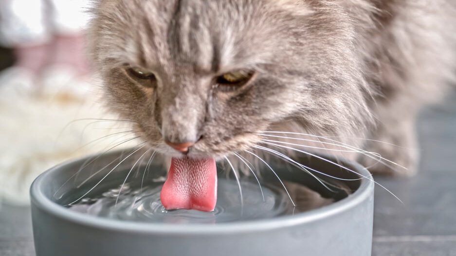 gato-bebendo-agua