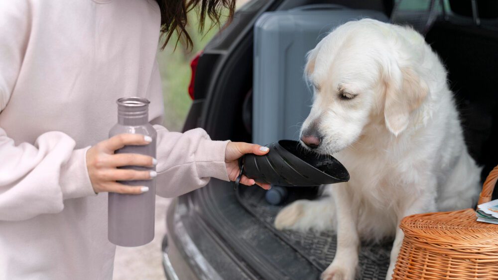 tutora-hidratando-cachorro-durante-viagem-de-carro