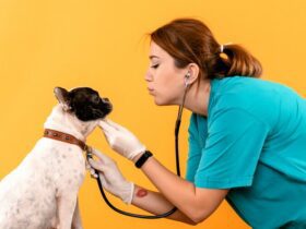 seguro-pet-moovipet-veterinaria-cuidado-cachorro
