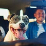 cachorro-feliz-viajando-com-a-familia-de-carro