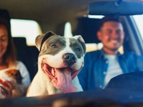 cachorro-feliz-viajando-com-a-familia-de-carro