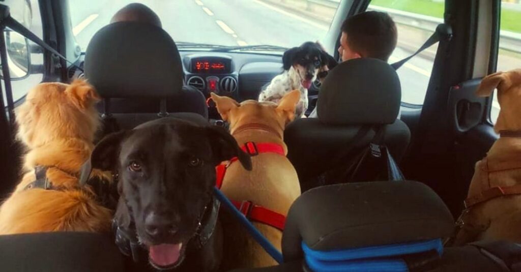 cachorros-banco-carro-transporte-clandestino