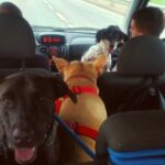cachorros-banco-carro-transporte-clandestino