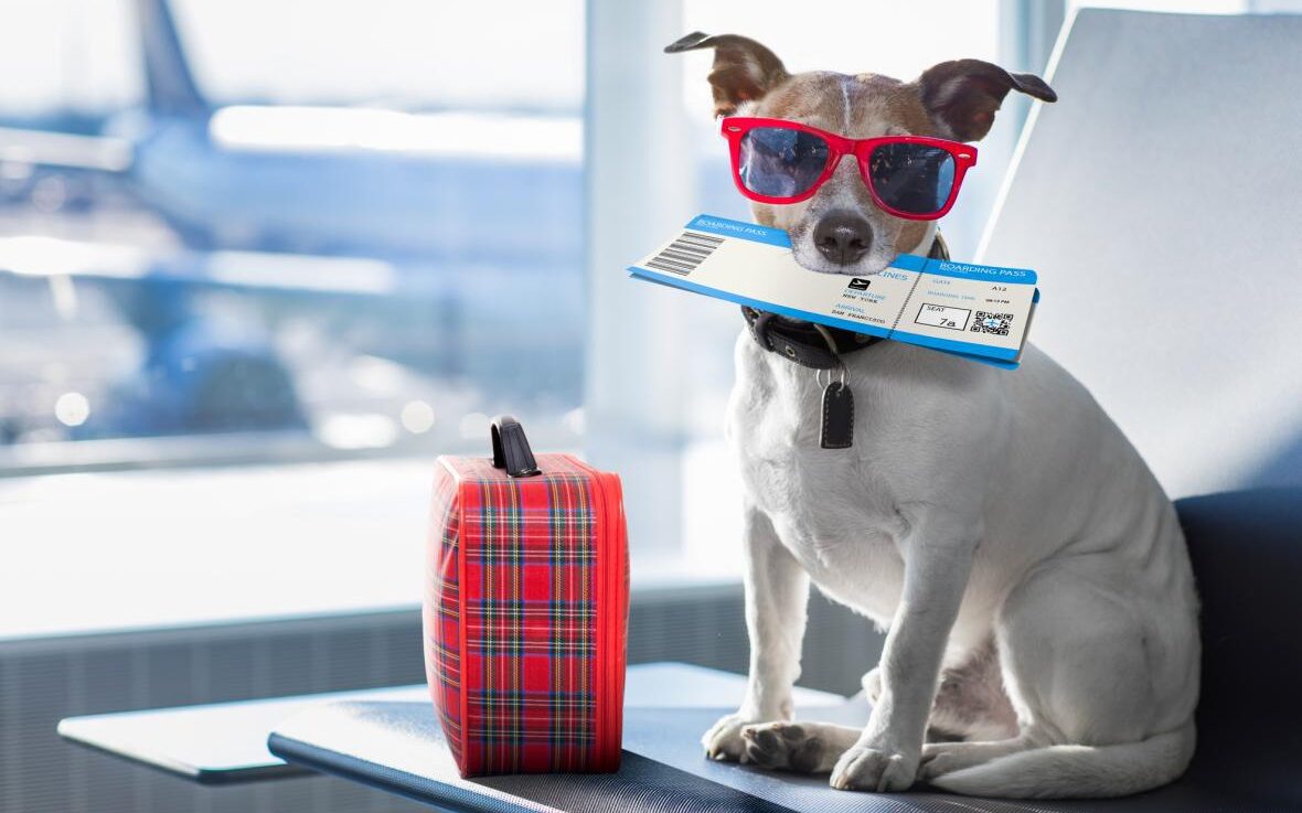 cachorro-segurando-passagem-e-bagagem-para-viajar-de-aviao