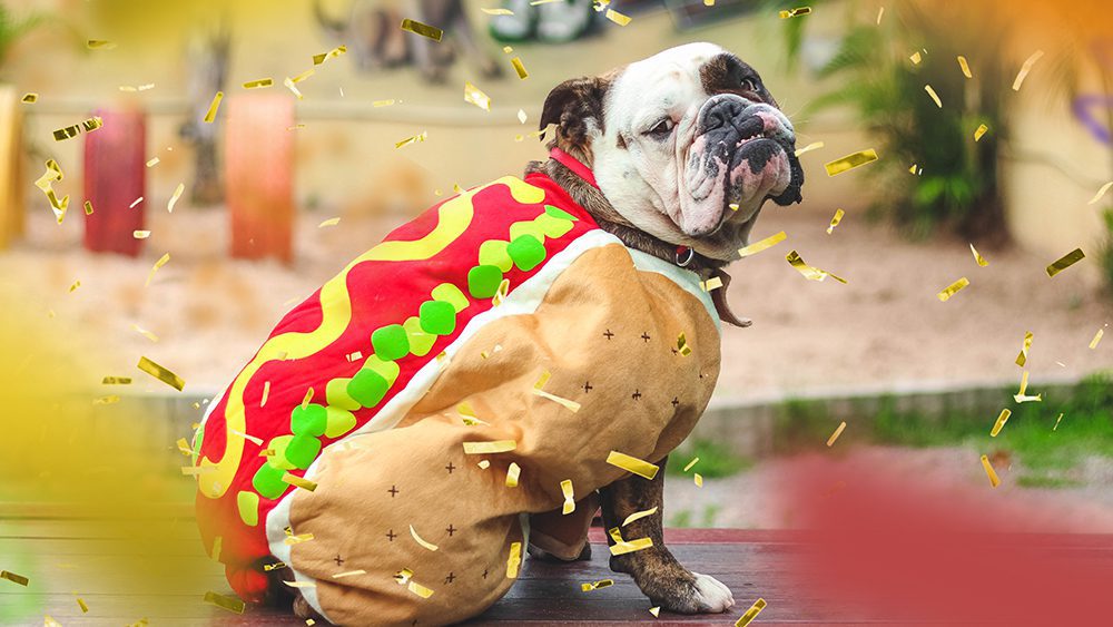 cachorro-fantasiado-de-cachorro-quente-para-festa-de-carnaval