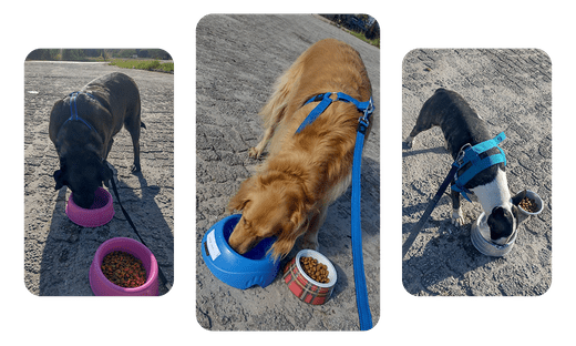 cachorros-se-alimentando-hidratando-durante-parada-transporte-moovipet