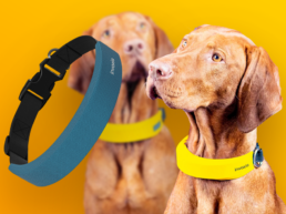 invoxia-moovipet-smart-dog-collar-thumb