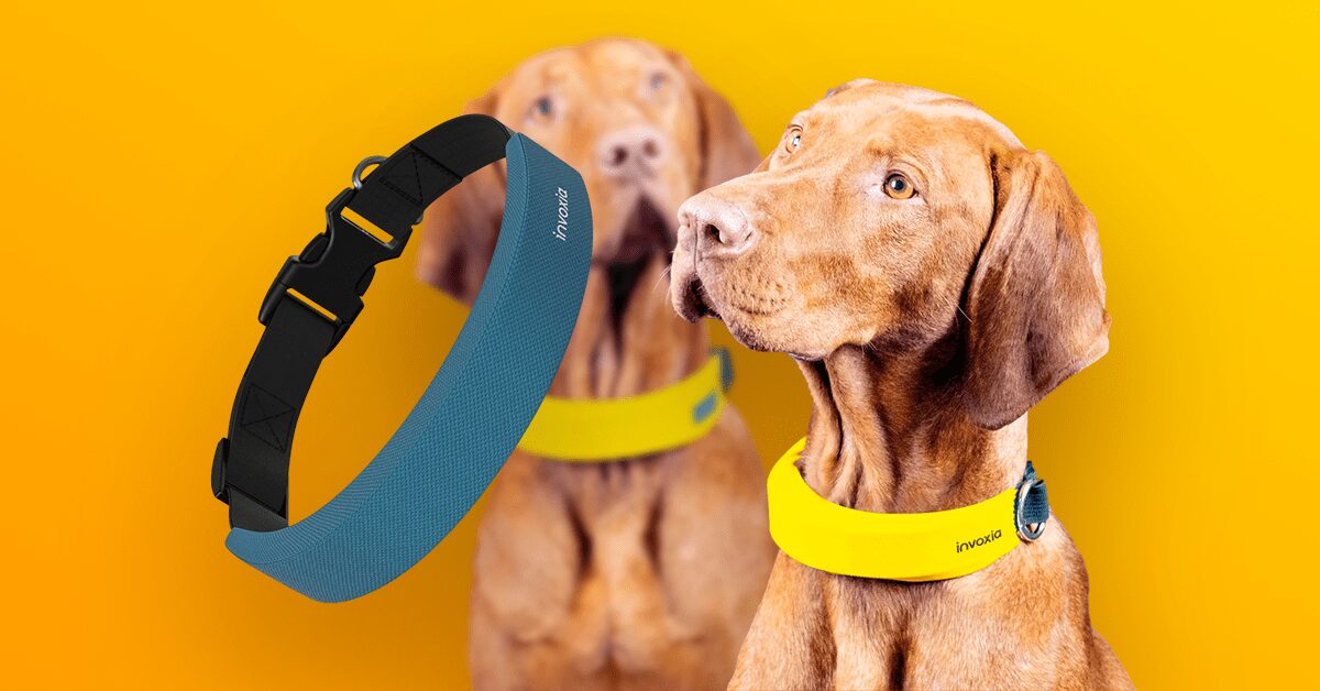 invoxia-moovipet-smart-dog-collar-thumb