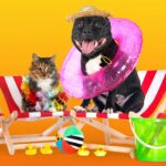 cachorro-gato-praia-brinquedos-campanha-maio-amarelo-verao-moovipet-thumb