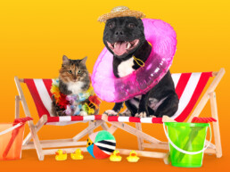 cachorro-gato-praia-brinquedos-campanha-maio-amarelo-verao-moovipet-thumb