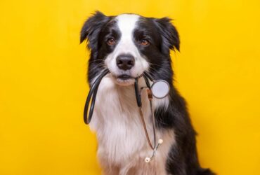 cachorro-durante-avaliacao-veterinaria-segurando-equipamento-veterinário