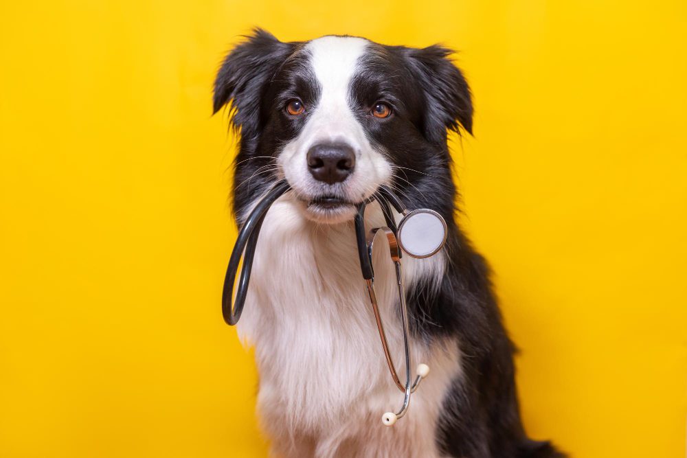 cachorro-na-avaliacao-veterinaria-segurando-equipamento-veterinário